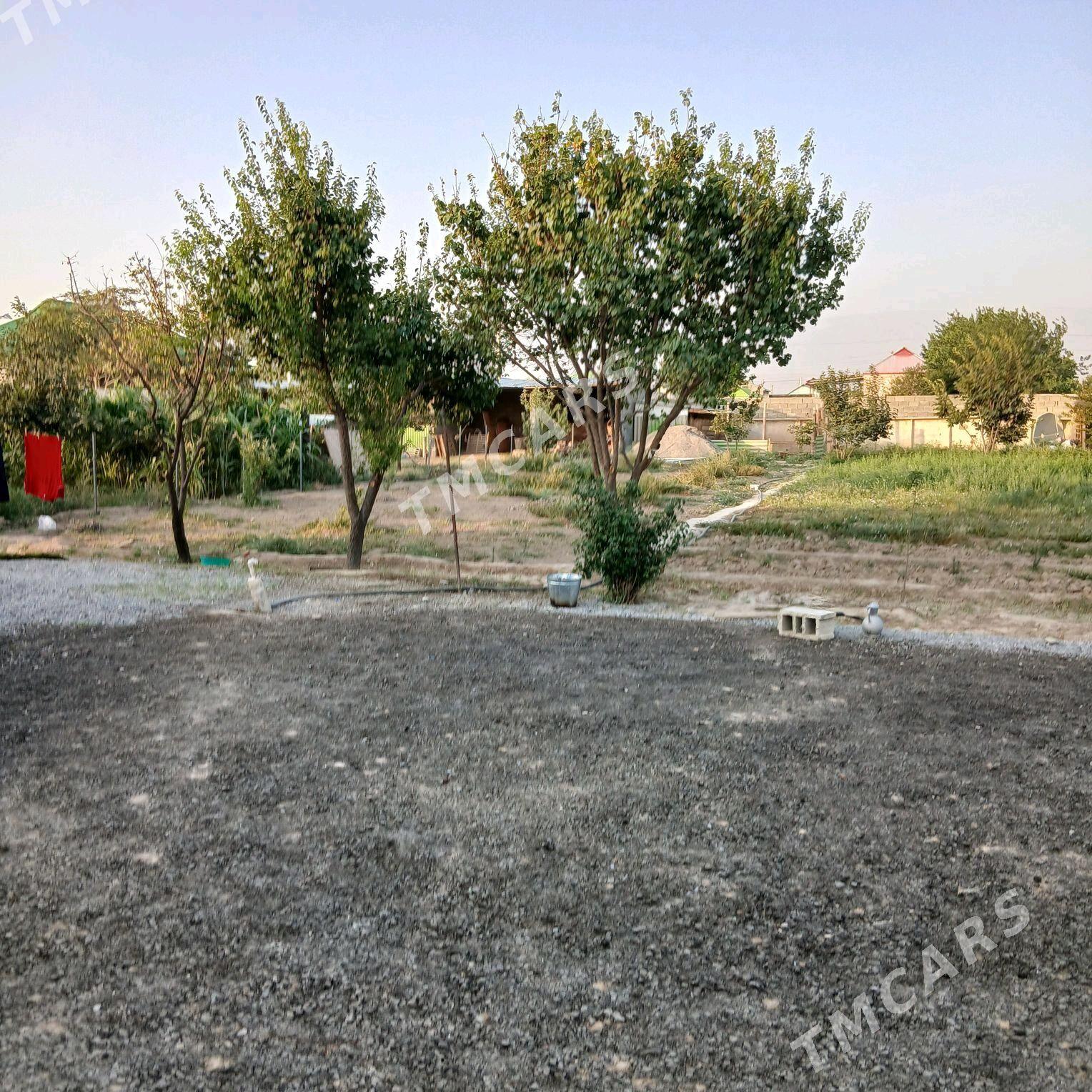 Gypjak mellek yer - Aşgabat - img 2