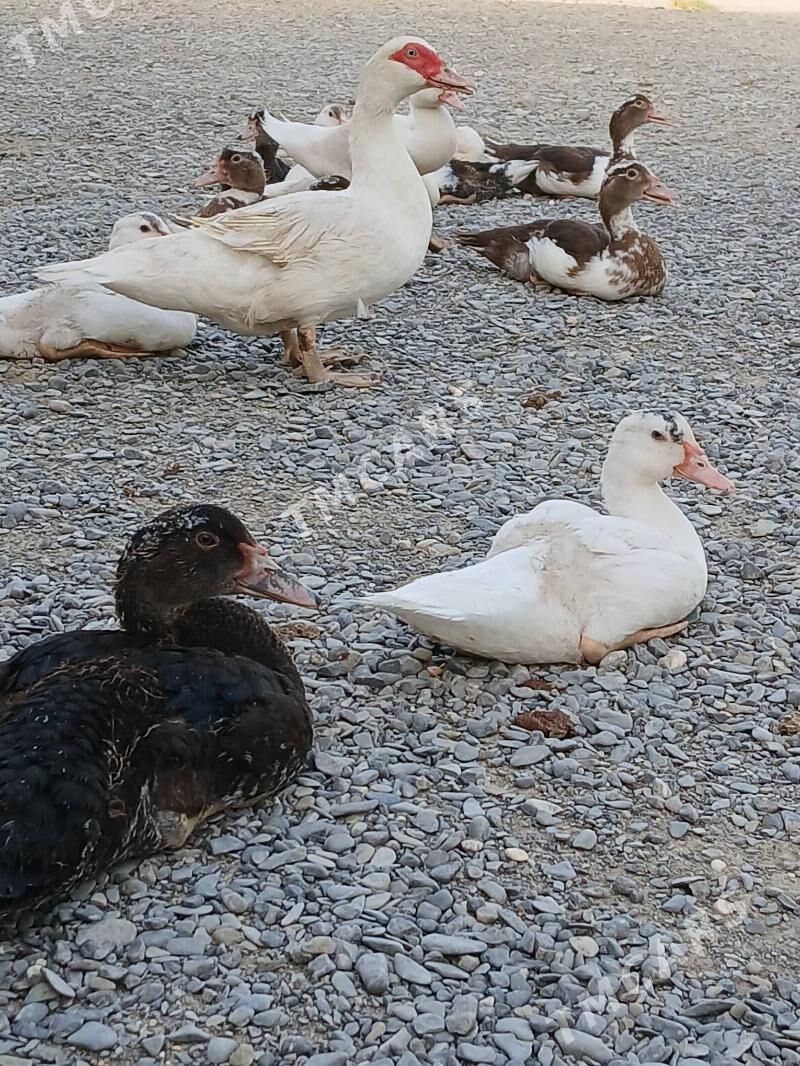 Indawutag jüje. - Büzmeýin - img 2