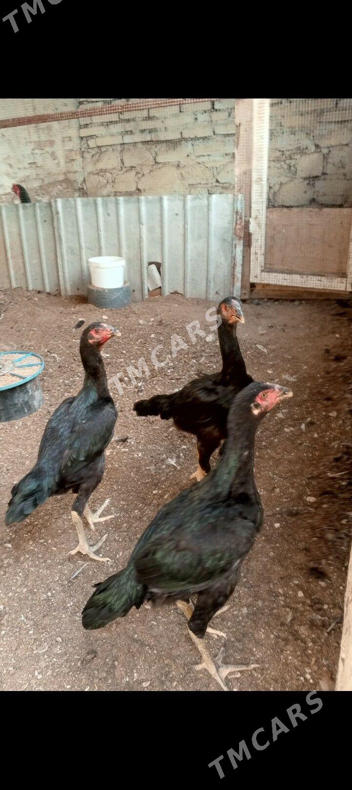 Taskent maki - Balkanabat - img 2