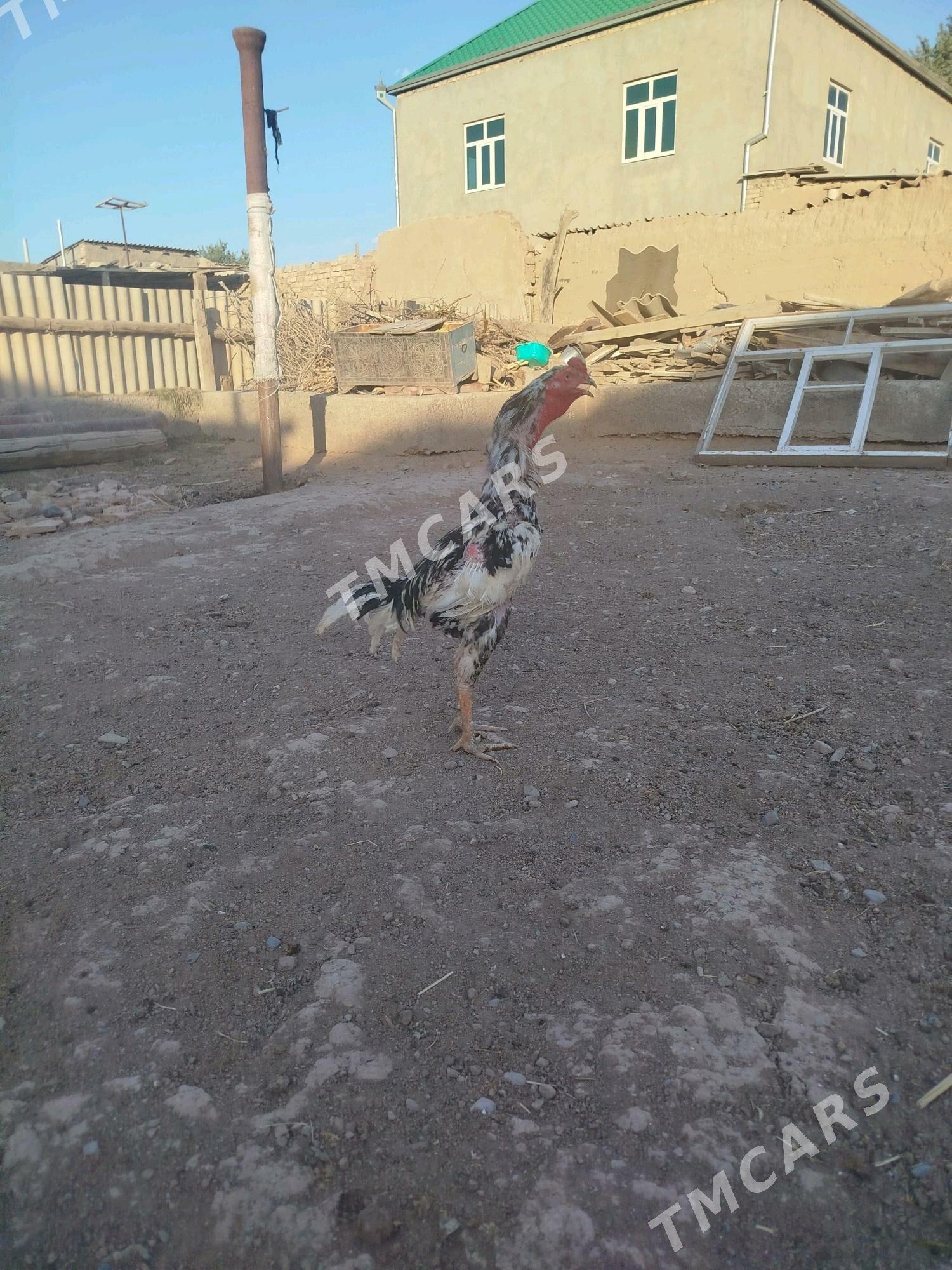 taskent horaz - Tejen - img 2