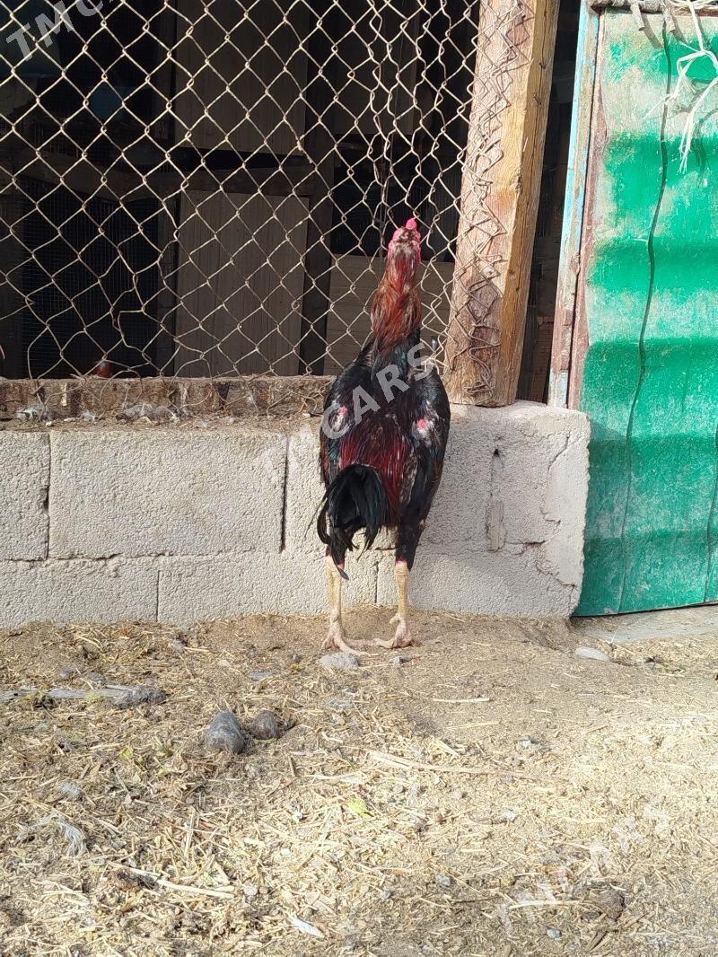 Taşkent horaz - Köşi - img 2