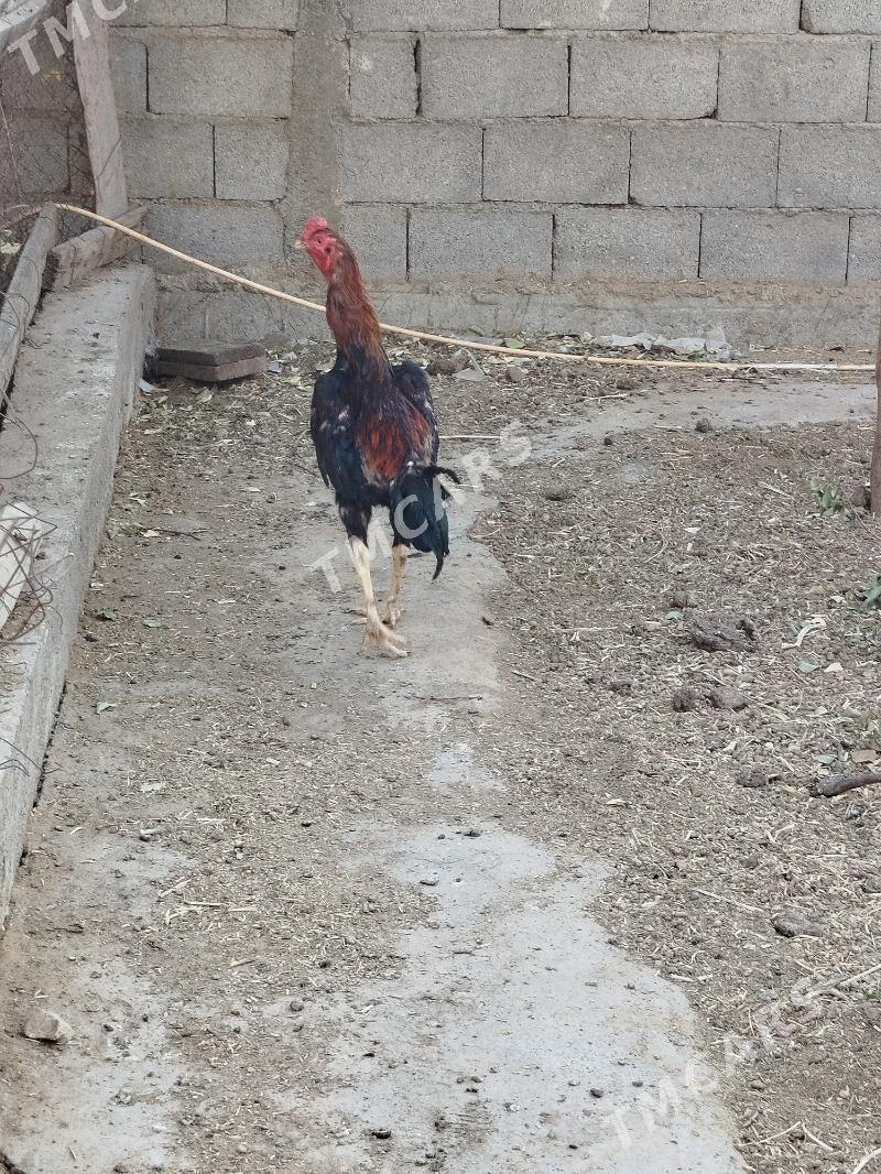 Taşkent horaz - Кëши - img 1