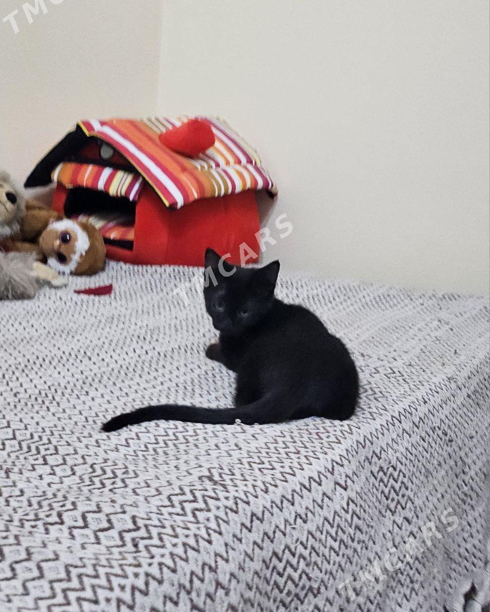 Отдадим КОТЕНКА бесплатно! - Кипджак - img 2