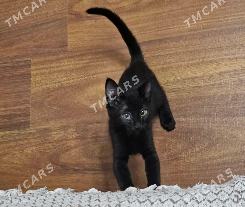 Отдадим КОТЕНКА бесплатно! - Кипджак - img 8