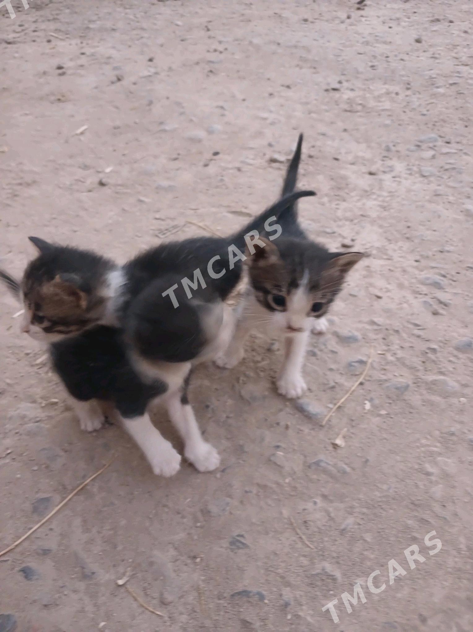 котята - Türkmenabat - img 2