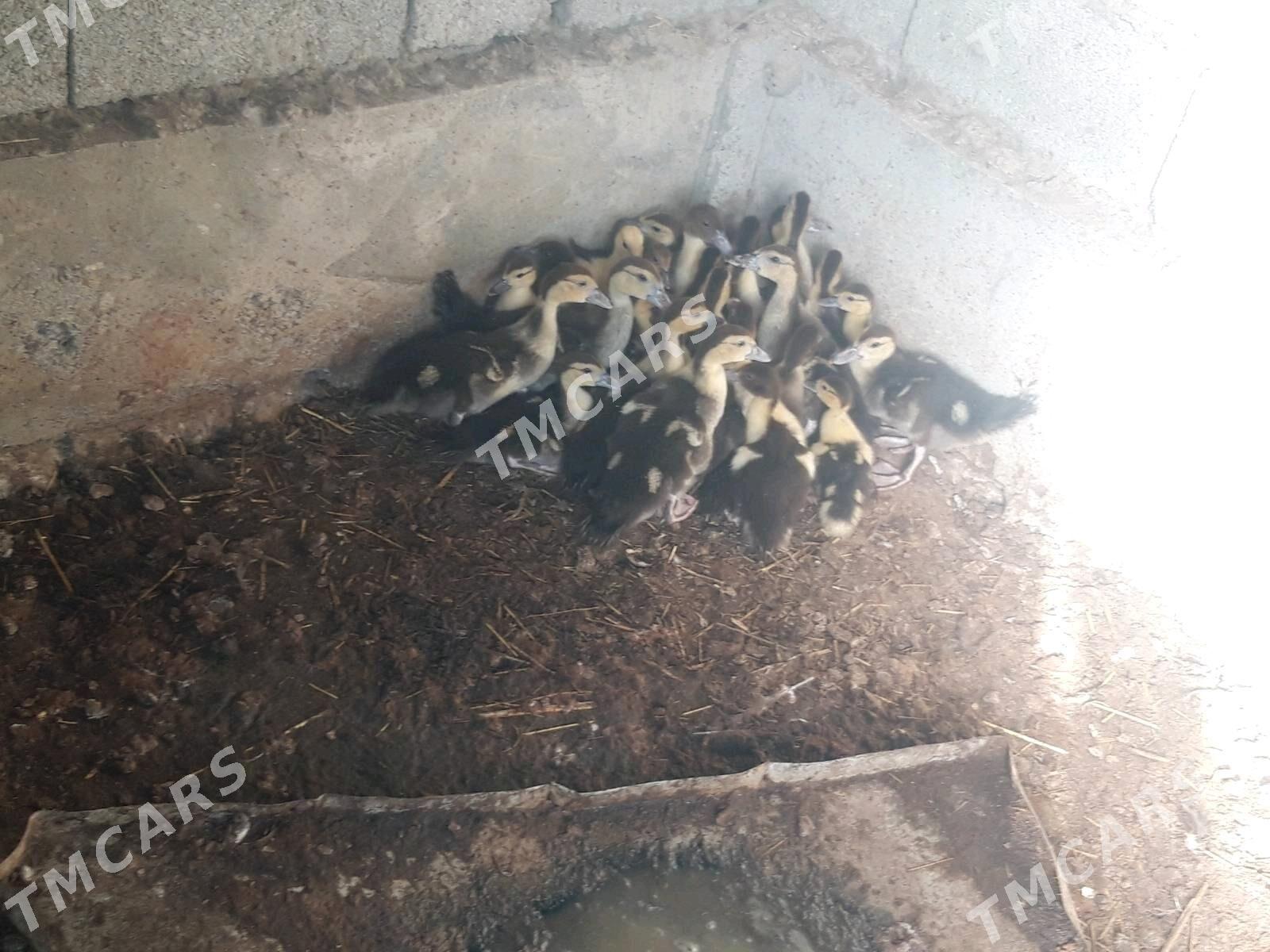 Ýaşylbaş - Gökdepe - img 3