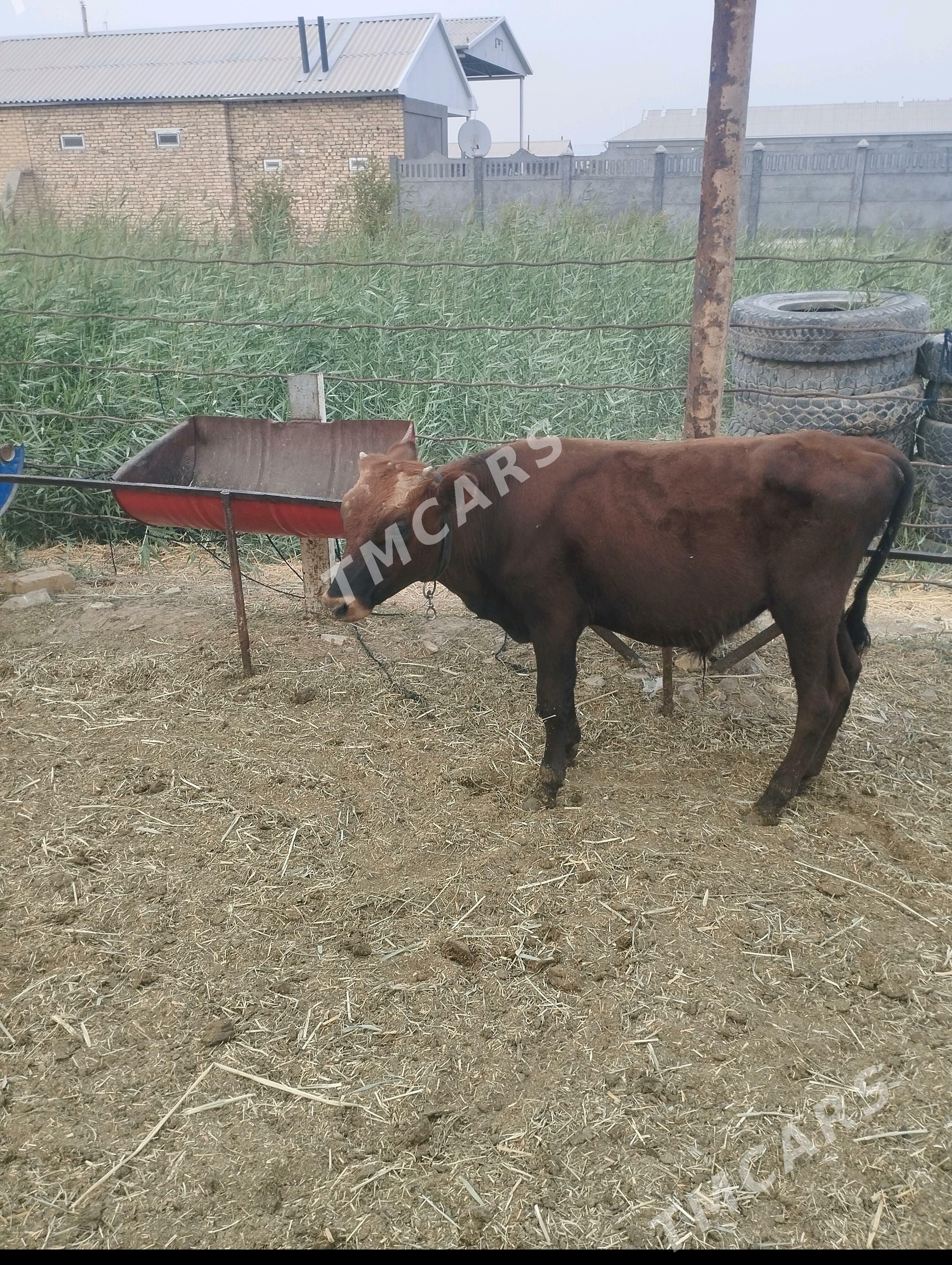 Göle - Mary - img 3