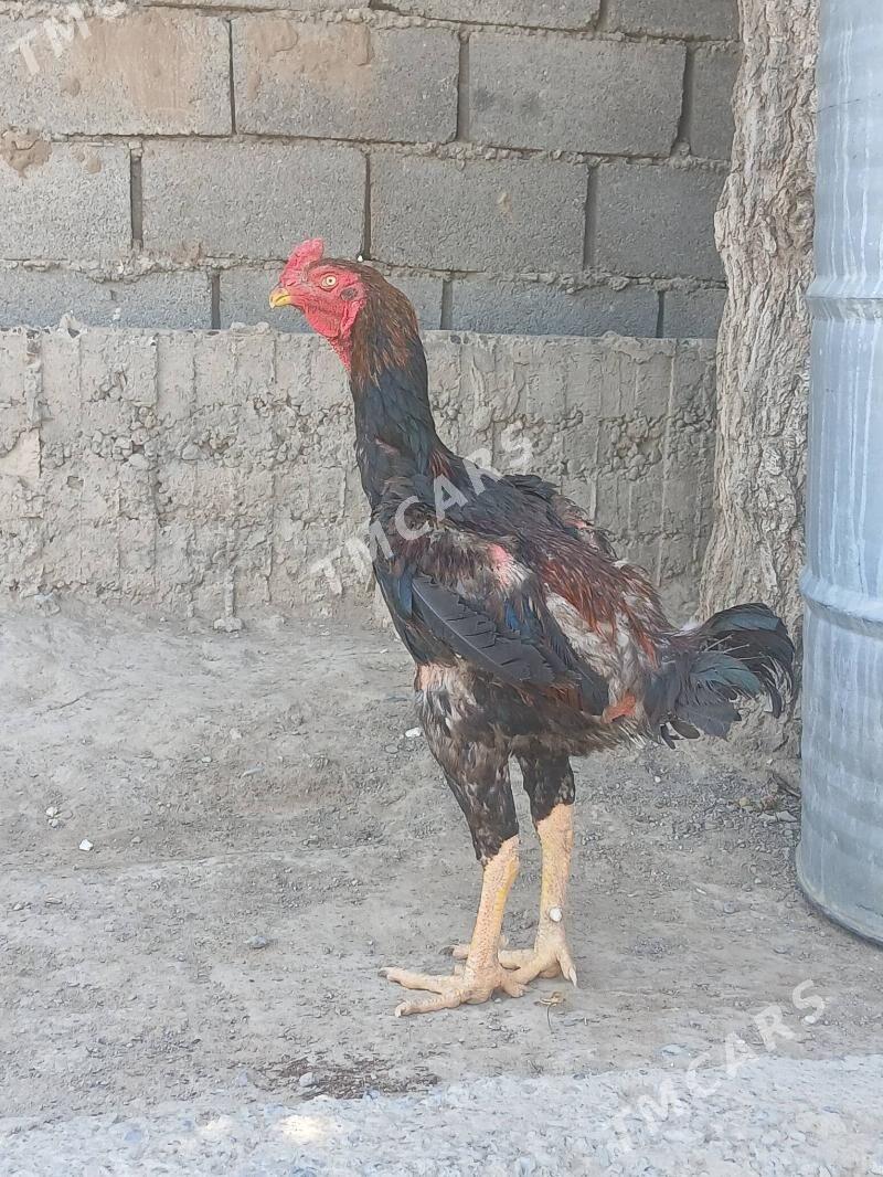 TAŞKENT HOROZ - Херрикгала - img 2
