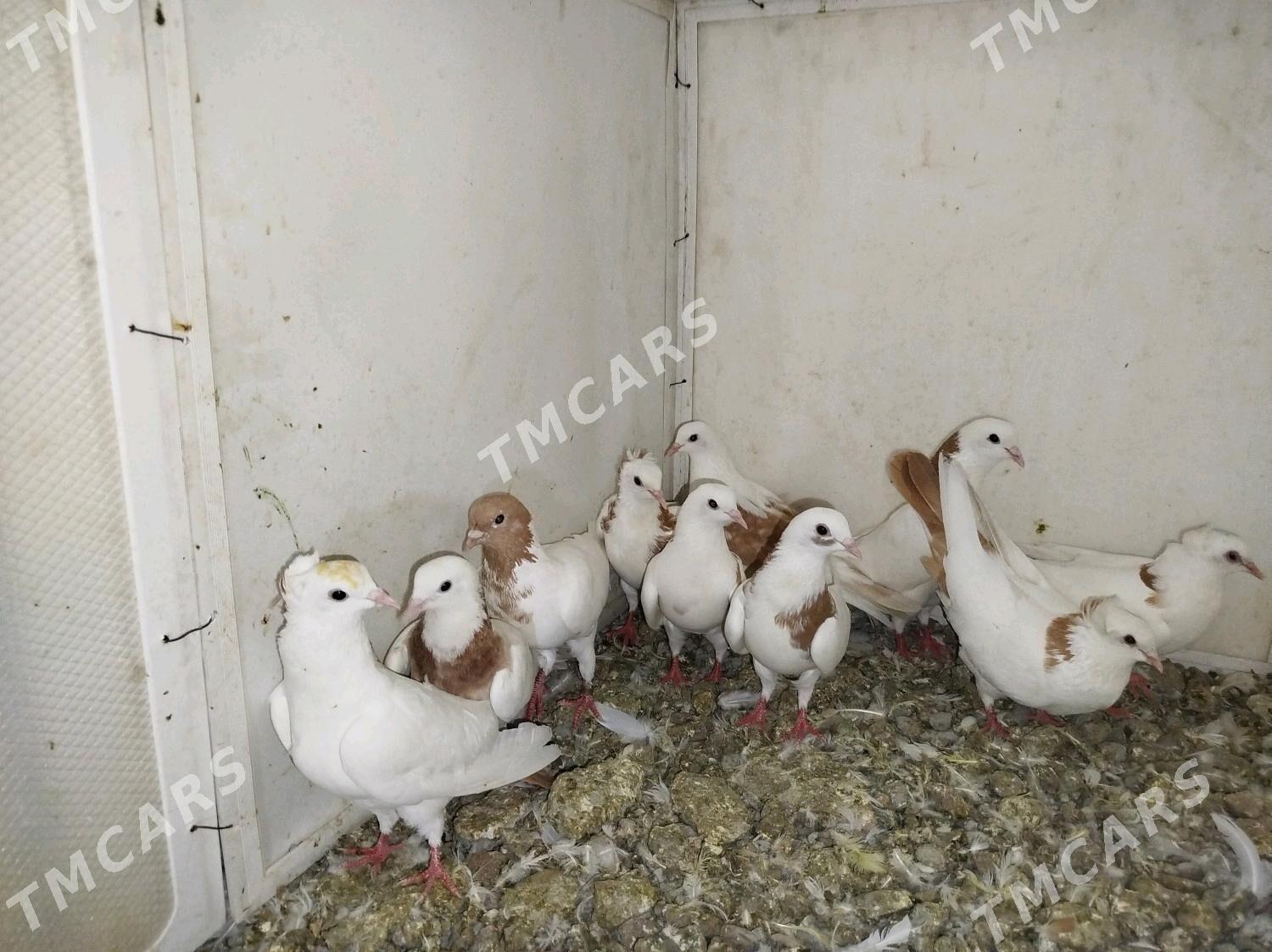 kepderi - Podwoýski köç. (Bitarap Türkmenistan şaýoly) - img 2