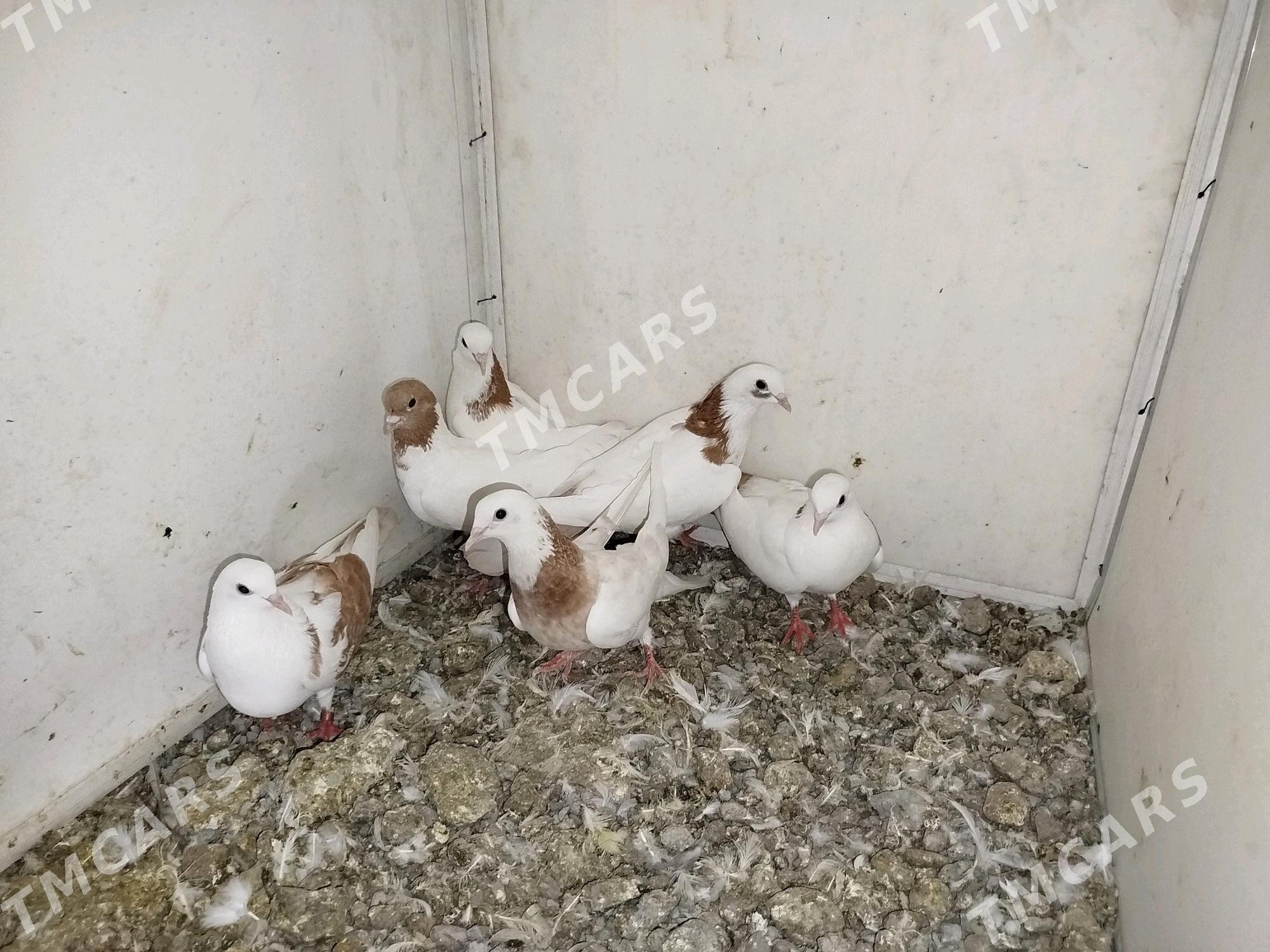 kepderi - Podwoýski köç. (Bitarap Türkmenistan şaýoly) - img 6