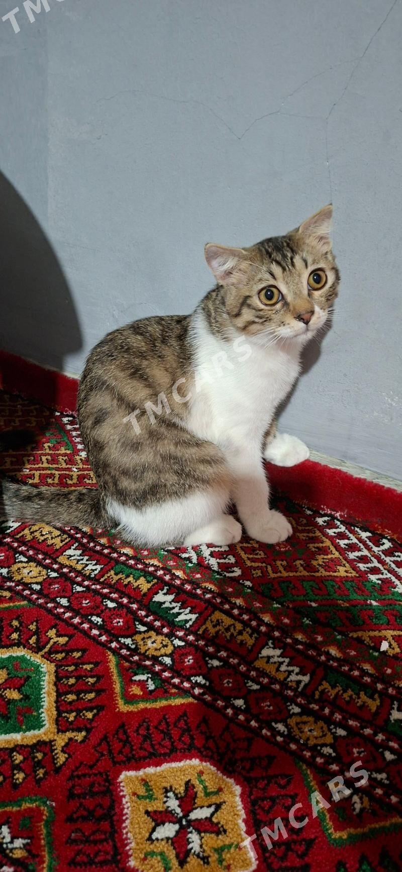 pişik - Бедев - img 2