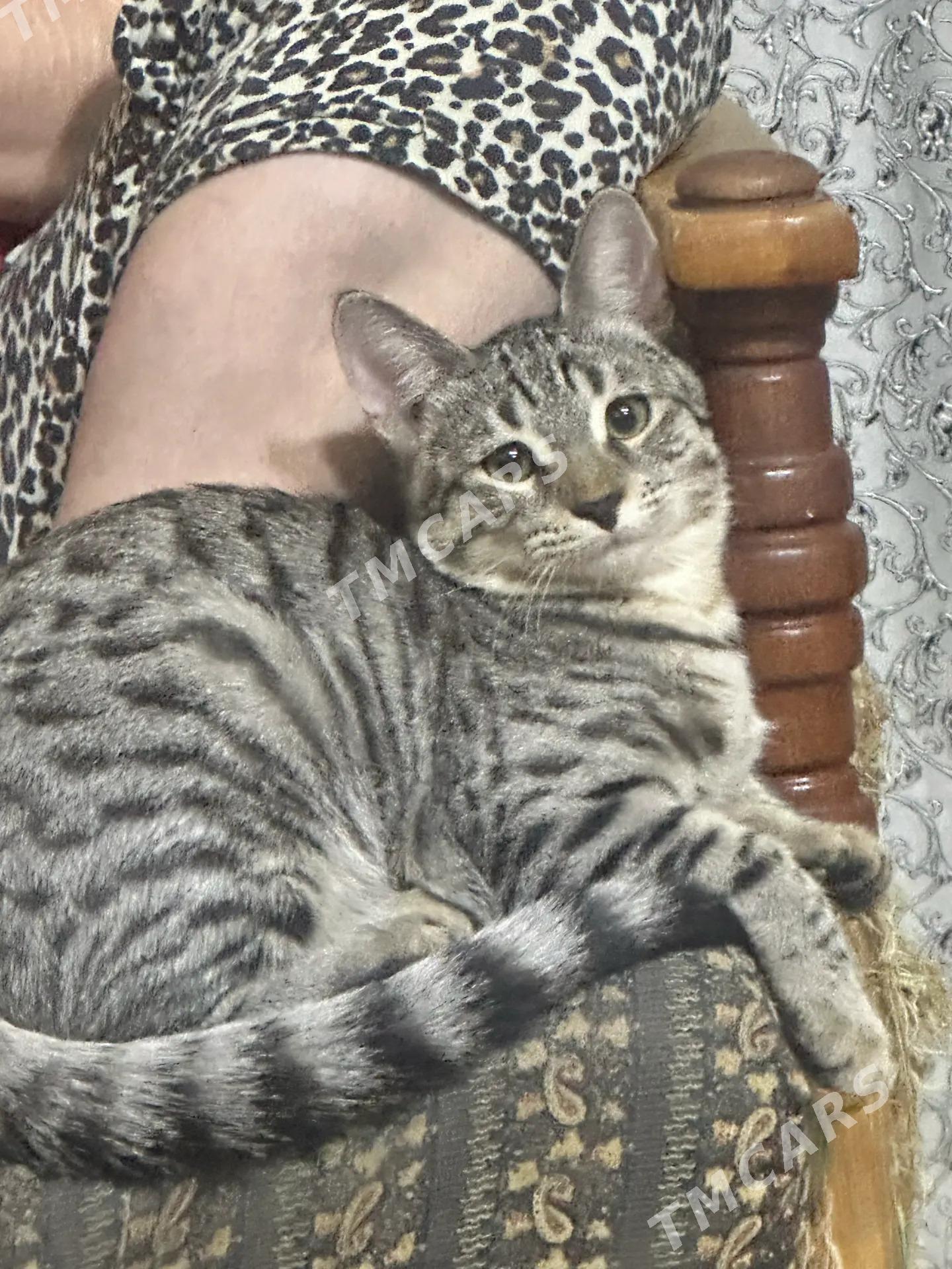 котик в добрые руки - 10 мкр - img 3