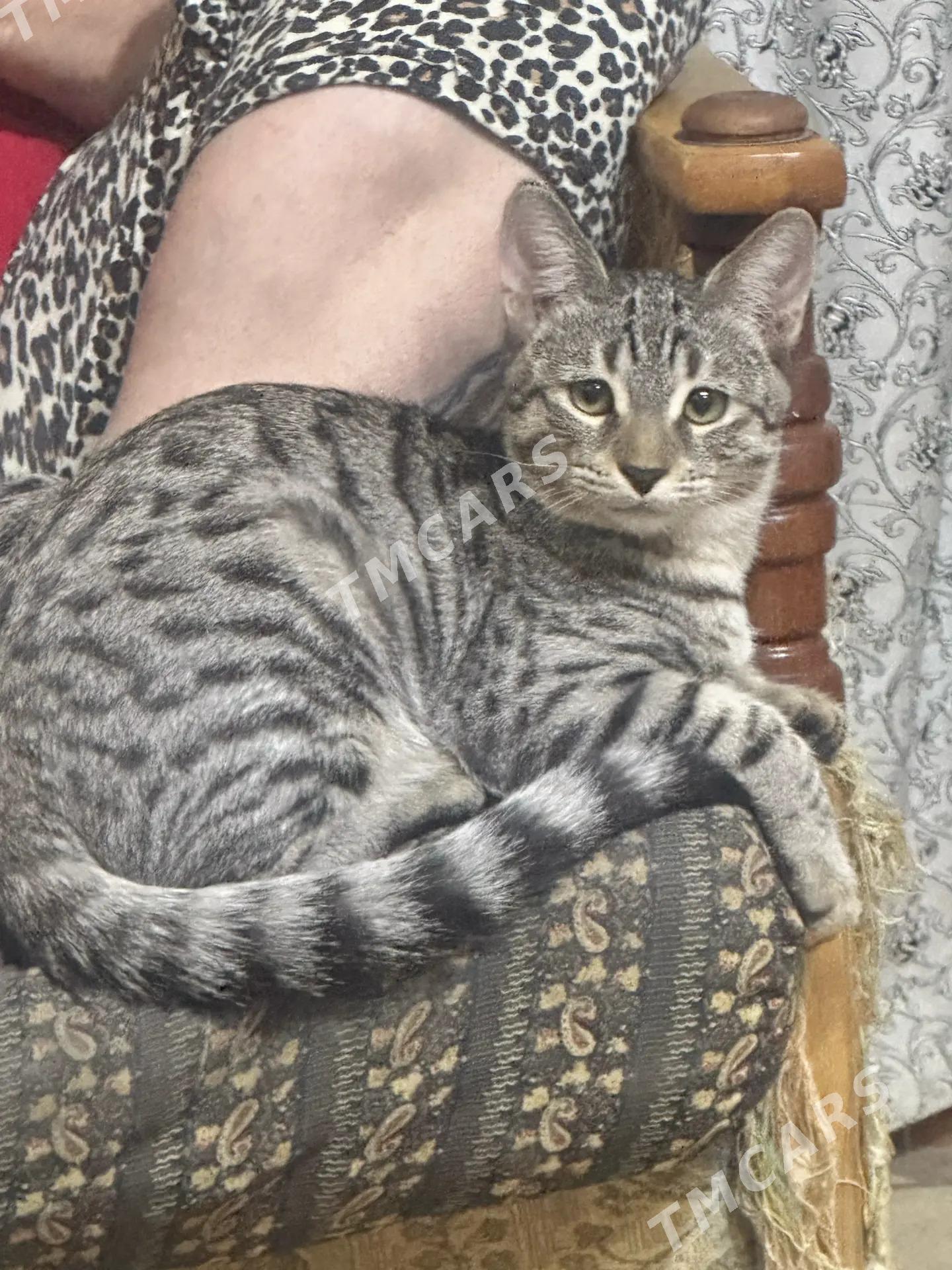 котик в добрые руки - 10 мкр - img 2