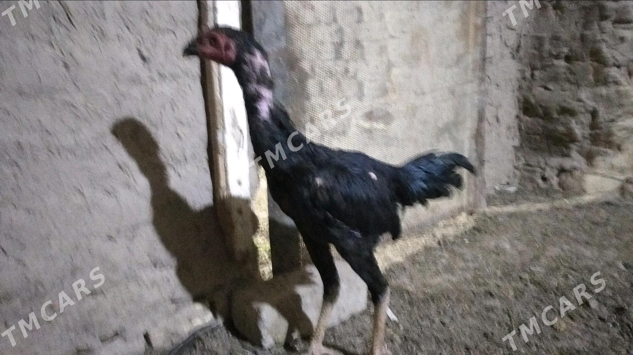 Horaz - Şabat etr. - img 2