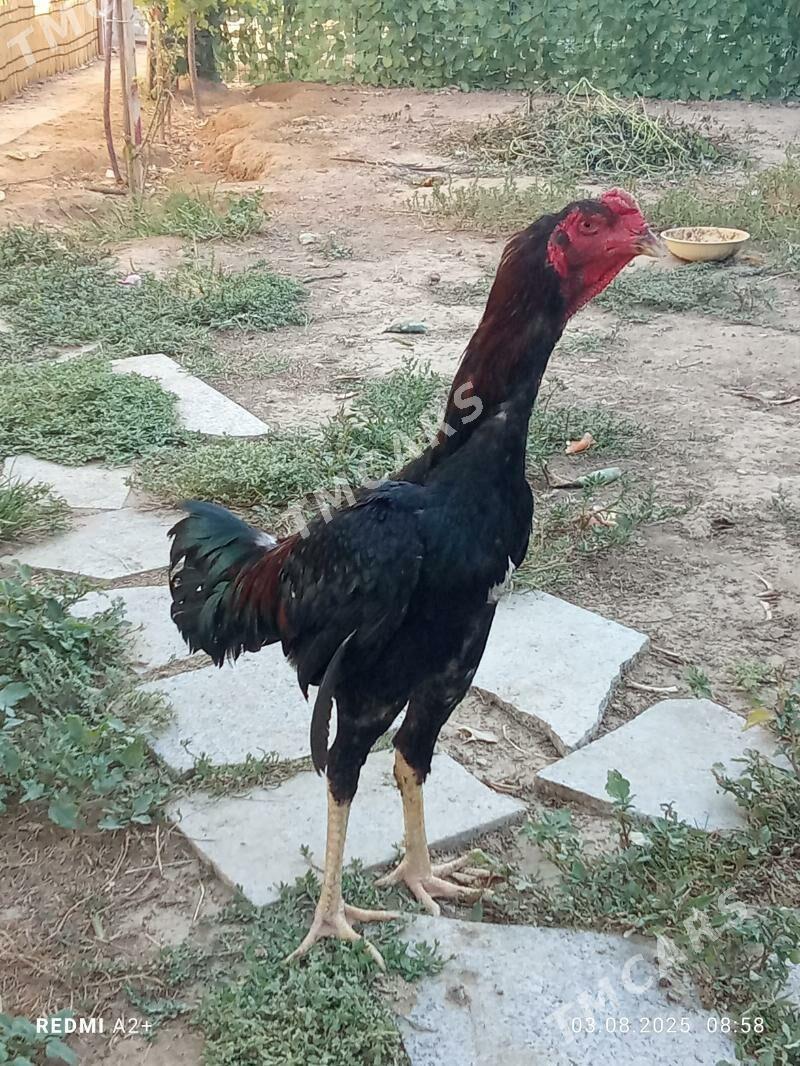 taşkent horaz - Gökje - img 3