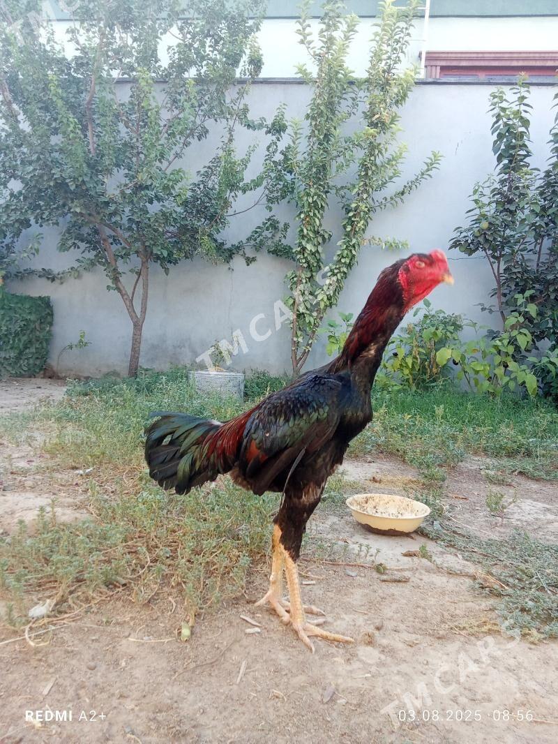 taşkent horaz - Gökje - img 2