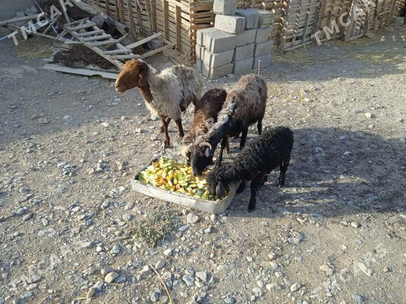 guzyly goyun - Gyzylarbat - img 2