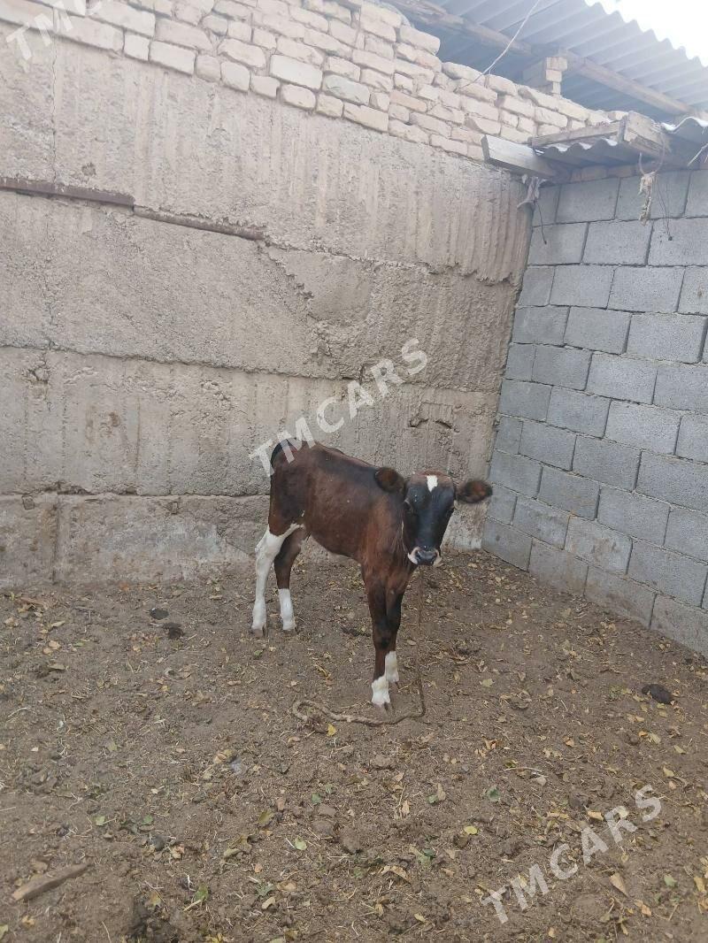Göleli sygyr - Çoganly - img 1