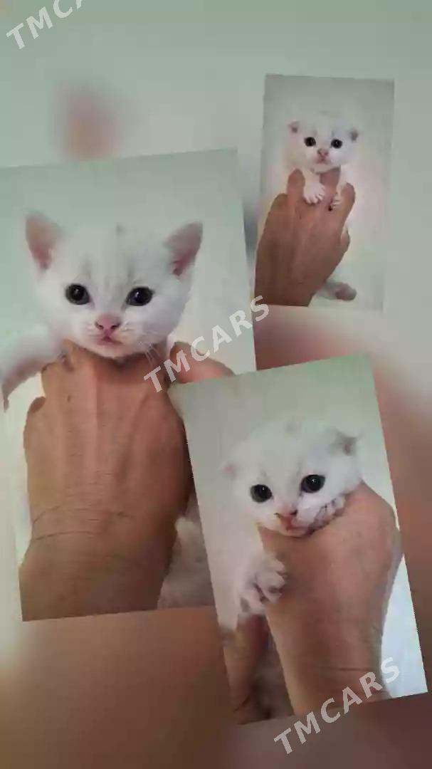 котята шотландские - 9 mkr - img 1