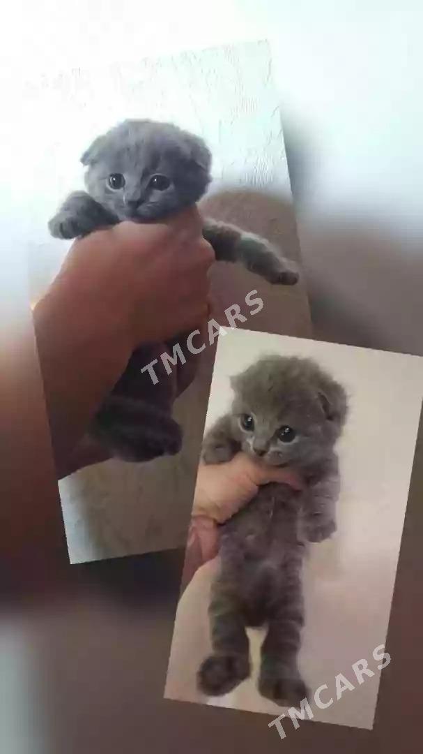 котята шотландские - 9 mkr - img 2