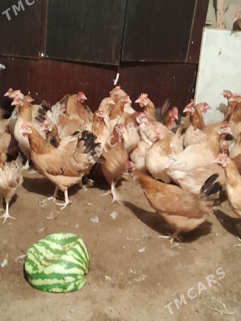 towuk yasajyk - Çoganly - img 2