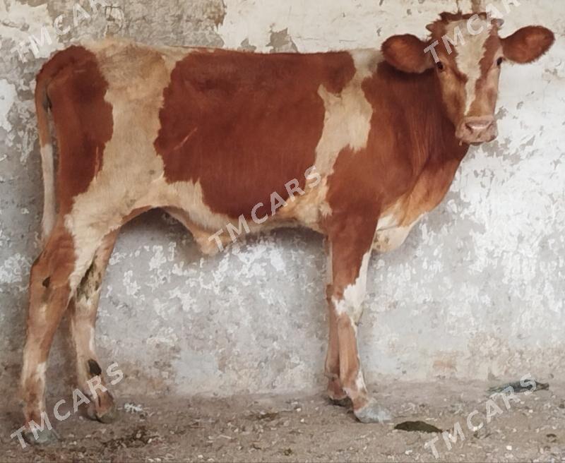 5 Öküz - Büzmeýin - img 5