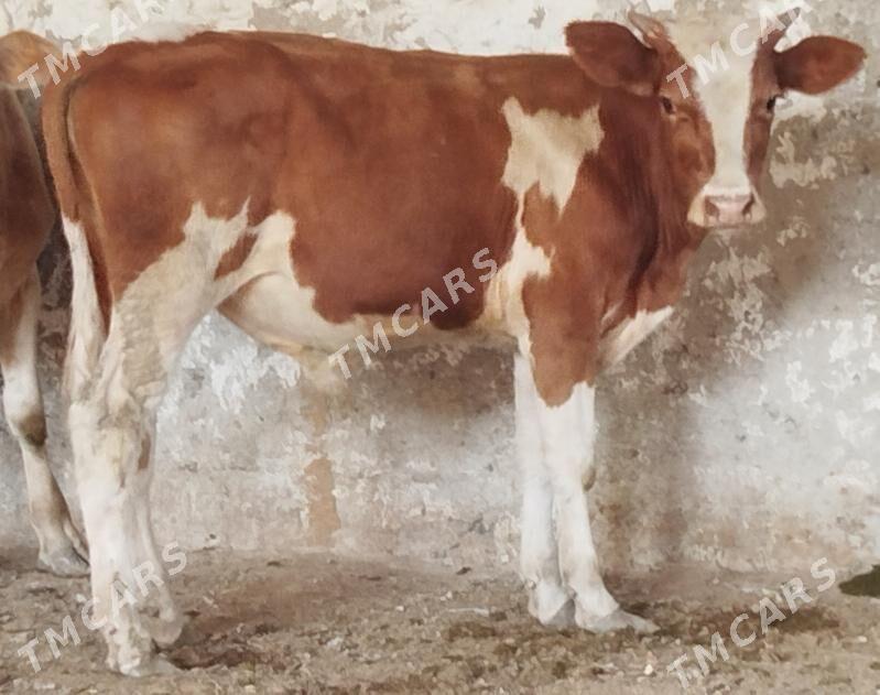 5 Öküz - Büzmeýin - img 3