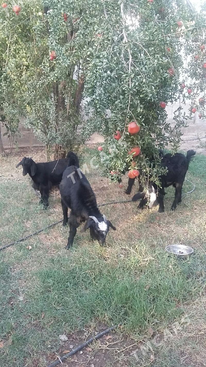 çrbiş - Büzmeýin - img 3