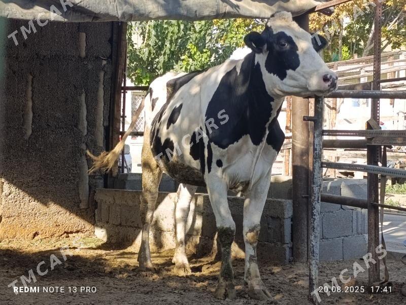 Bogaz Golişteýin tüwe - Ашхабад - img 4