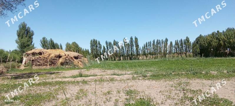satlyk jaý Akdepe - Akdepe - img 3