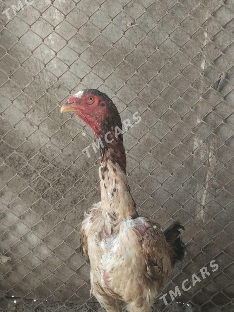 Paroda towuk - Daşoguz - img 2