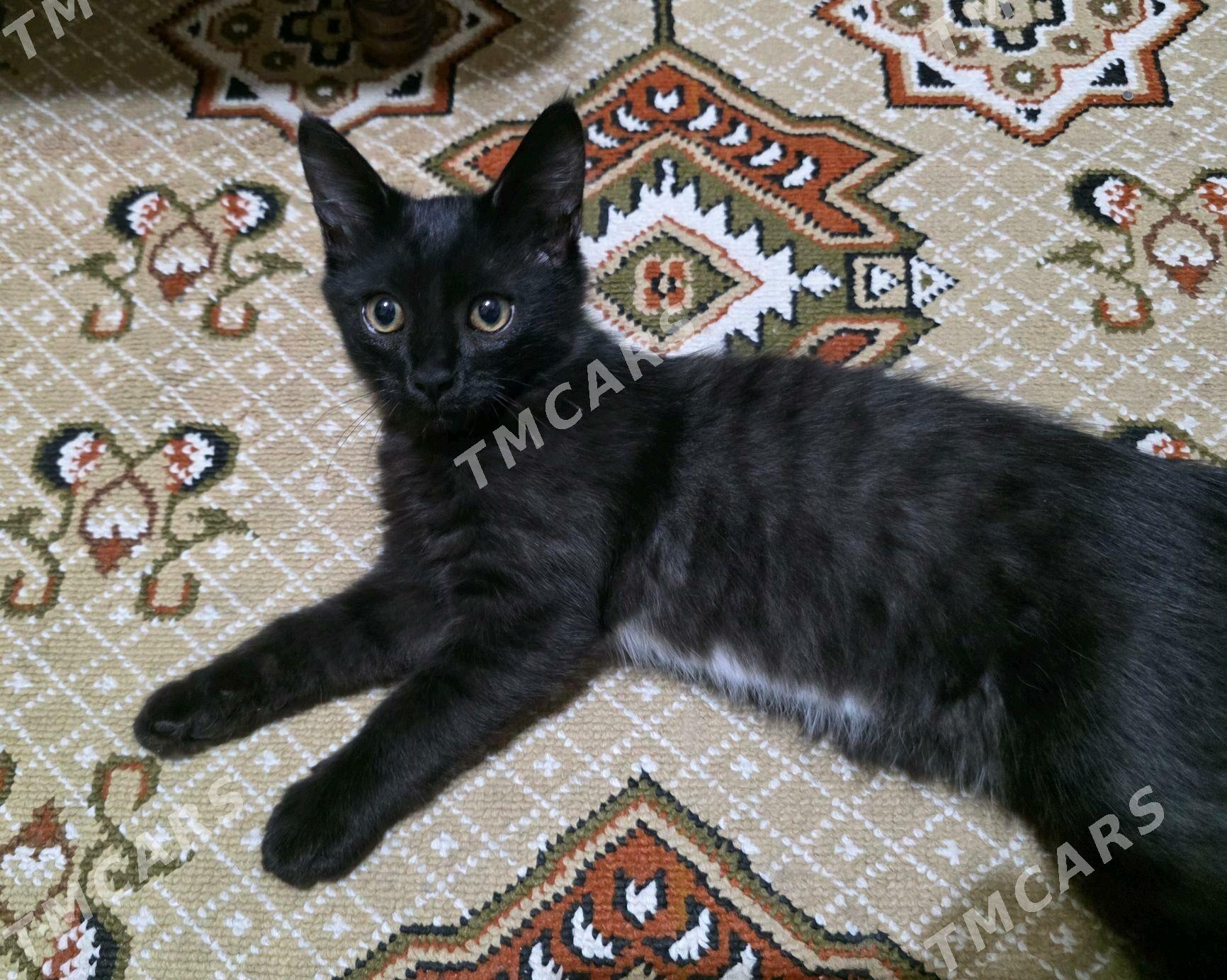 котик ищет дом  - Aşgabat - img 2