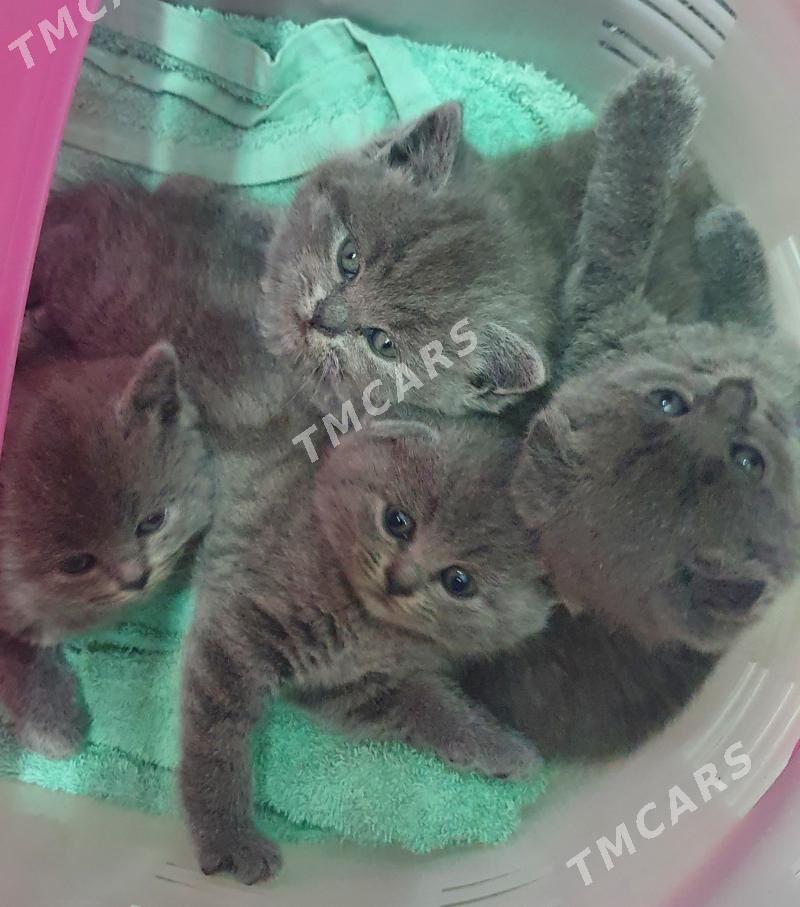 Шотландские котята - Ашхабад - img 2