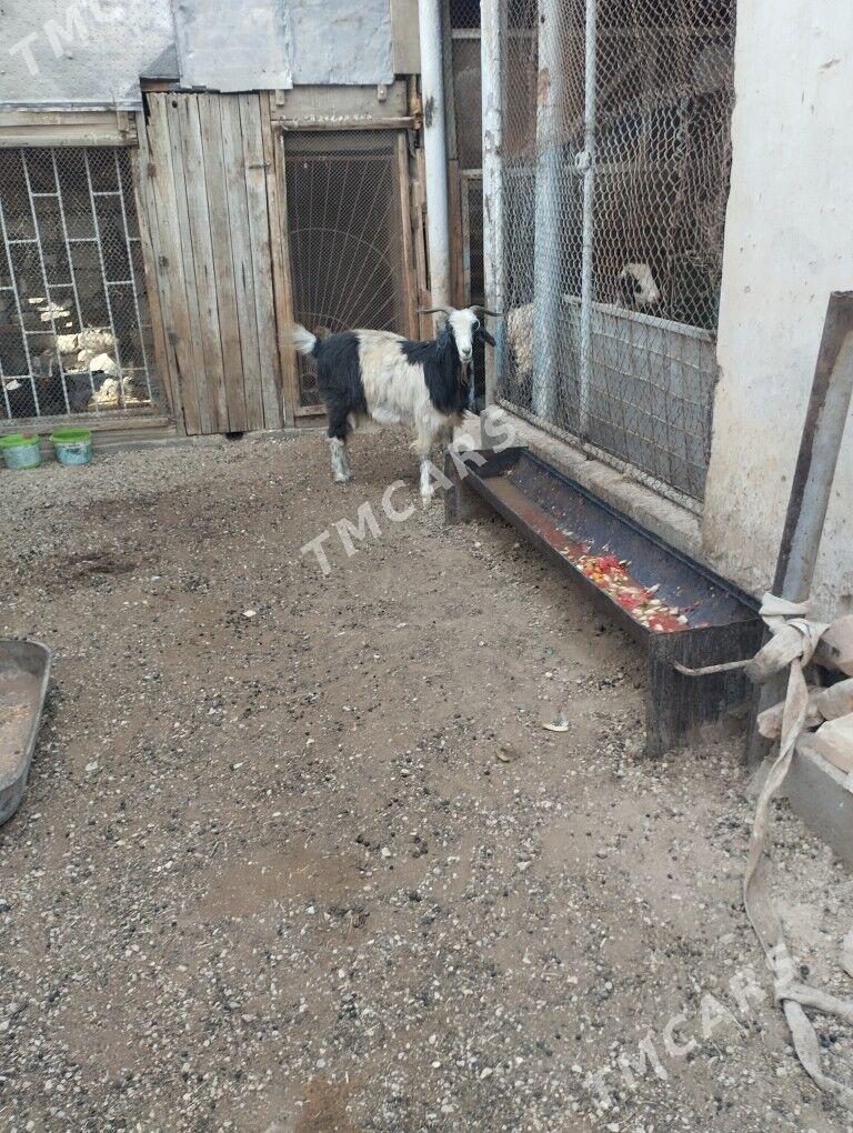 Geci - Balkanabat - img 3