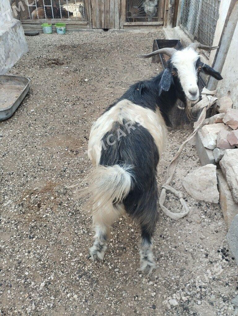 Geci - Balkanabat - img 2