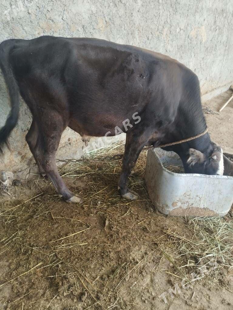 gibrit öküzçe - Gökdepe - img 1