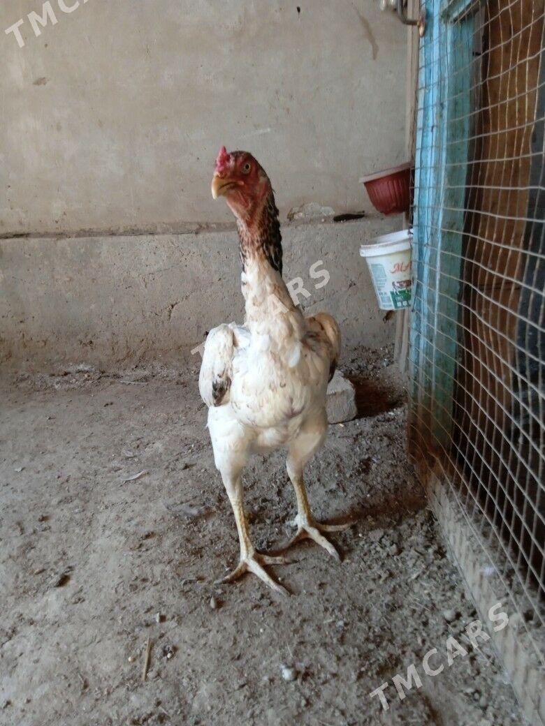 towuk maki - Daşoguz - img 2