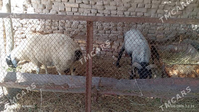goçlar - Sakar - img 3