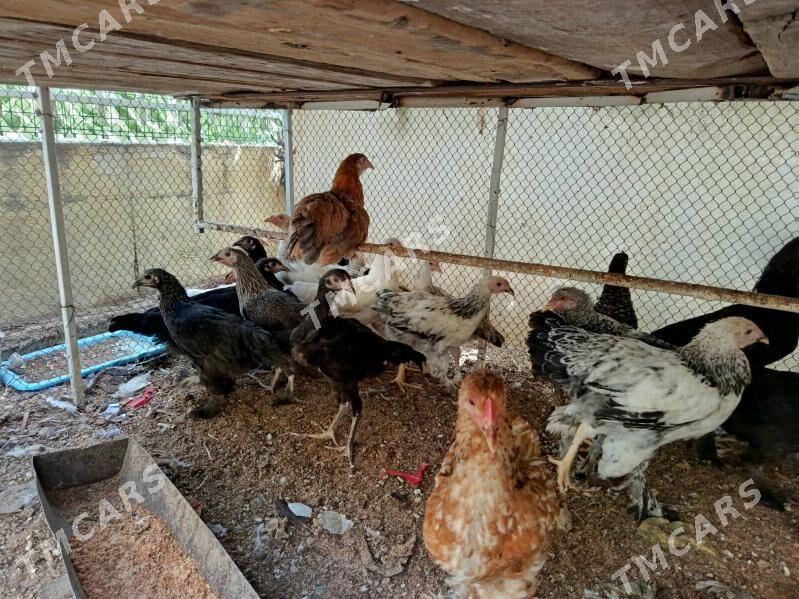 Balgar juyje towuk - Çoganly - img 2