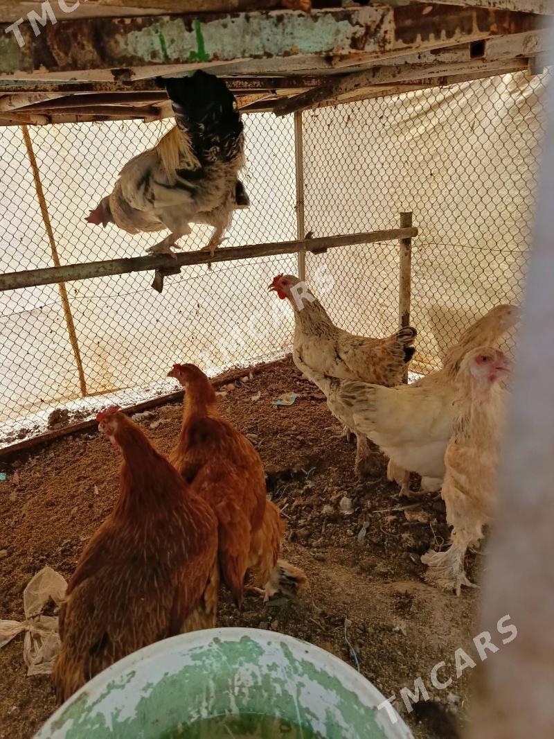 Towuk balgar - Çoganly - img 2