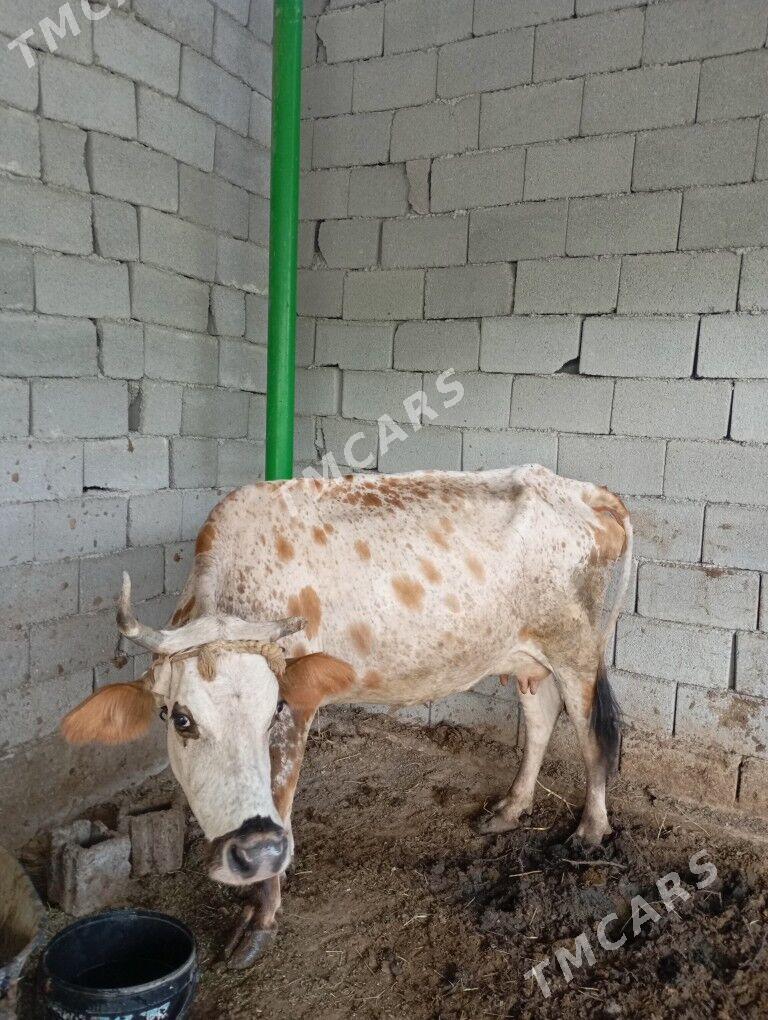 Göleli Sygyr - Täze zaman - img 3