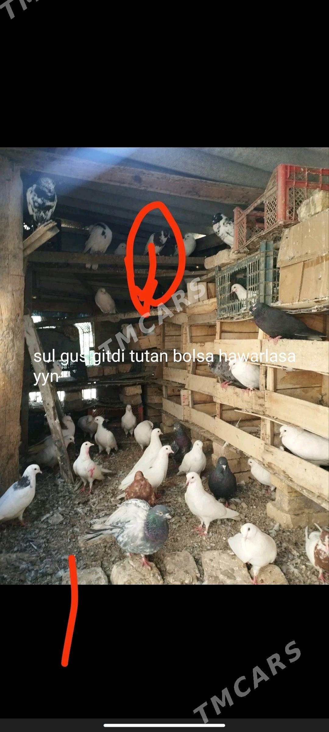 kepderi - Mary - img 2
