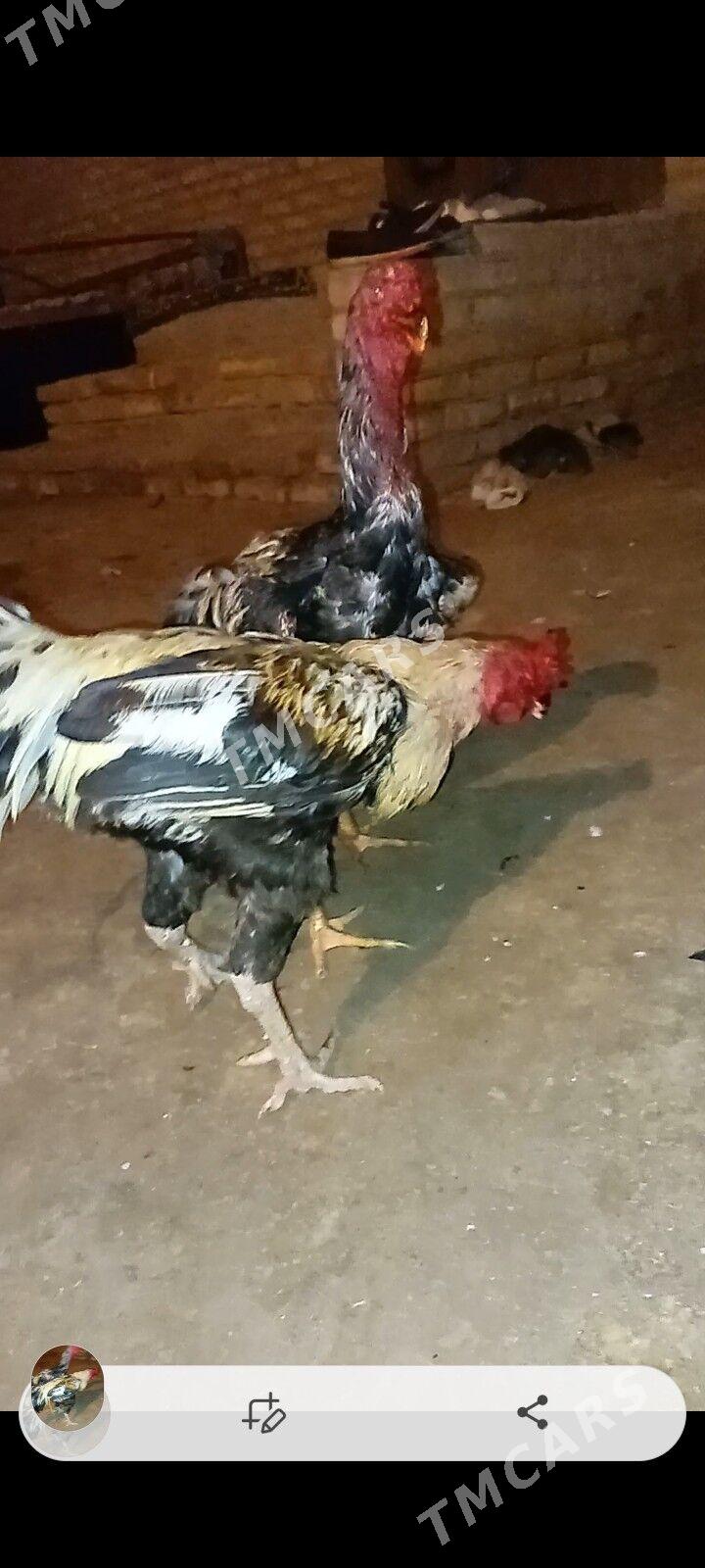 Horaz - Sakar - img 3