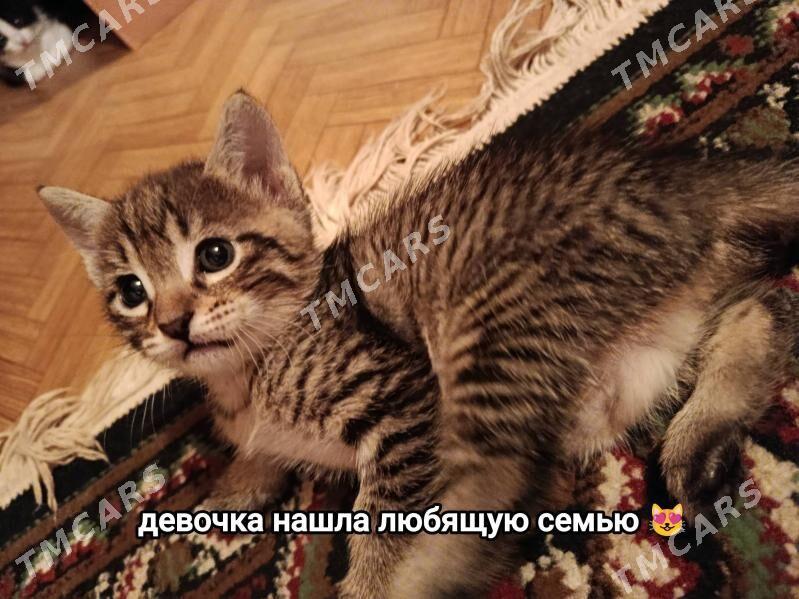 котёнок в добрые руки - 4 mkr - img 3