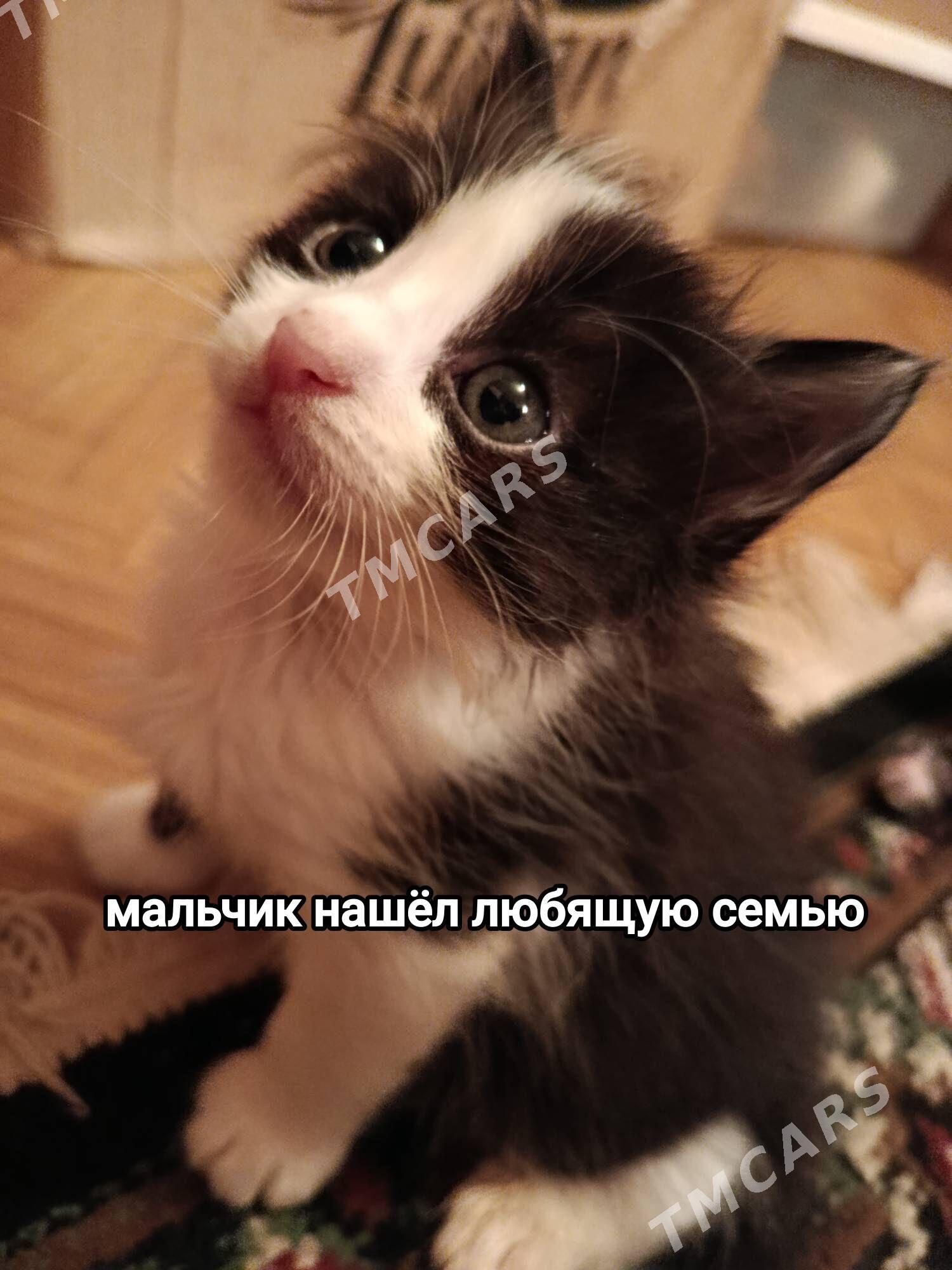 котёнок в добрые руки - 4 mkr - img 2