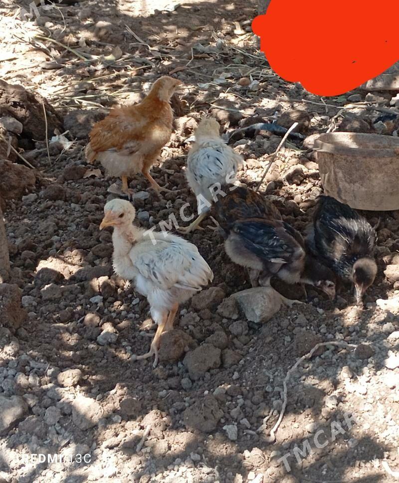 Jujeler - Köneürgenç - img 2