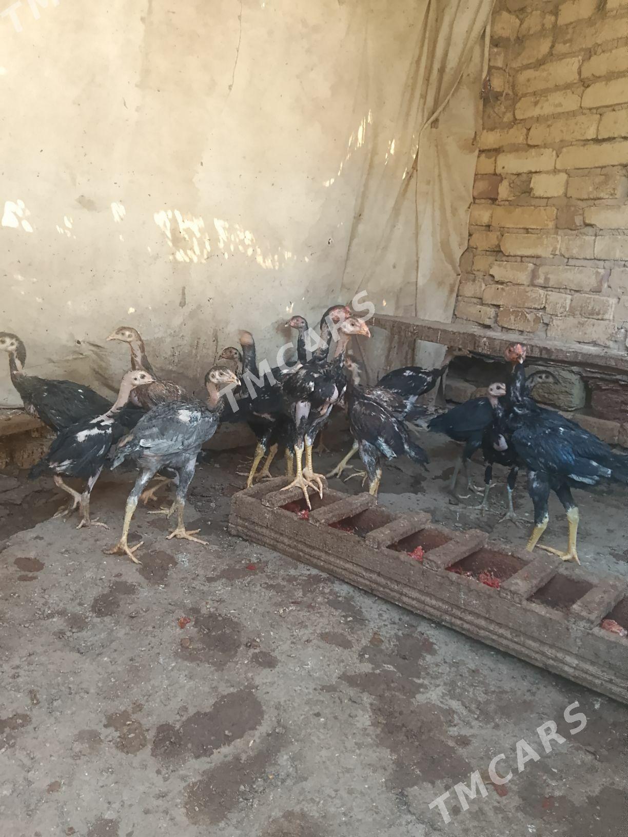 baysy juje - Baýramaly - img 2
