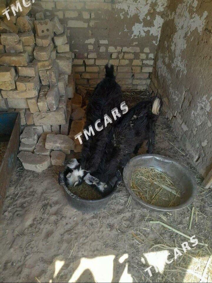 Çewiş - Mary - img 2