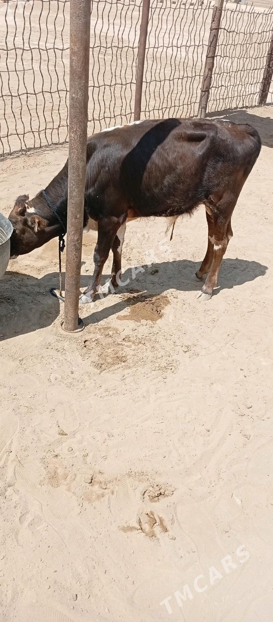 Öküzçe - Esenguly - img 3