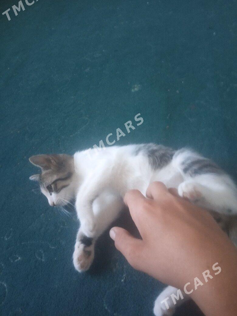 pişik - Сейди - img 2